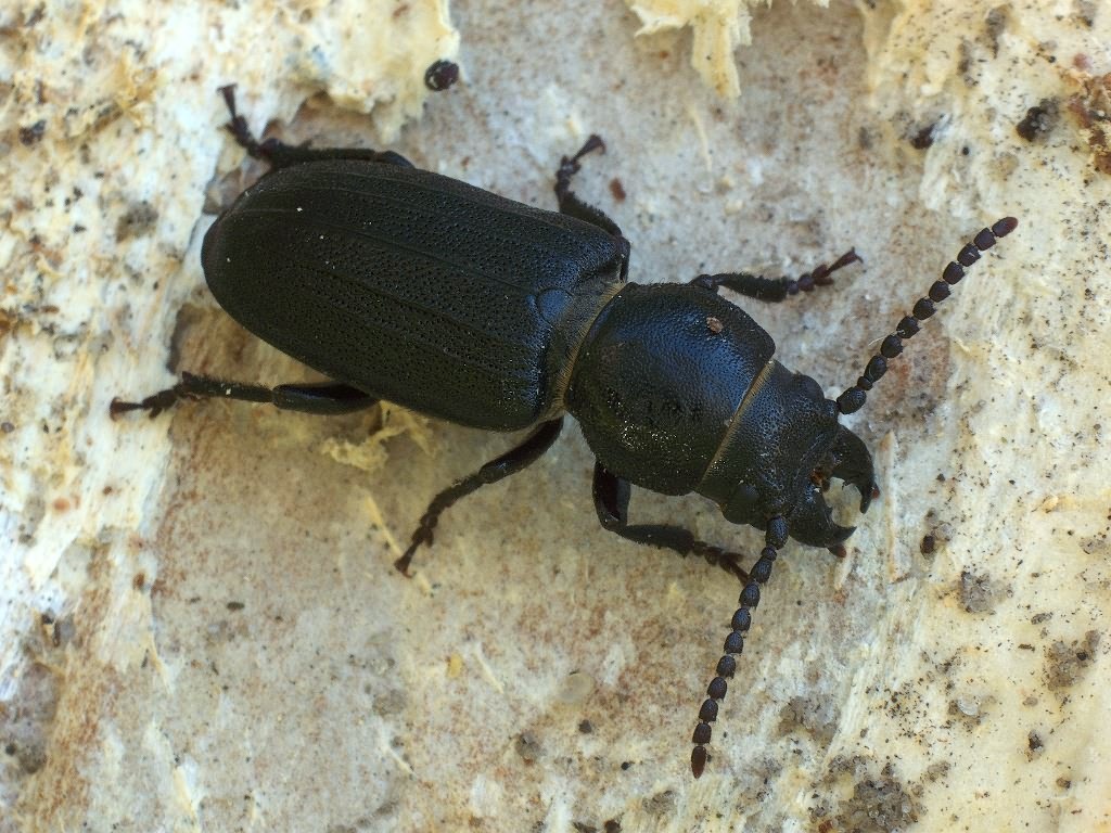 Spondylis buprestoides (Linnaeus, 1758)